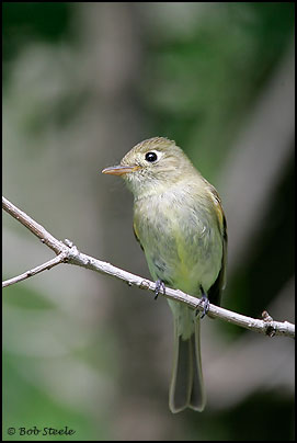 Cordilleran Flycatcher (Empidonax occidentalis)