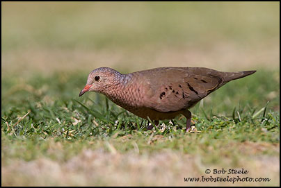 Common Ground-Dove (Columbina passerina)