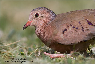 Common Ground-Dove (Columbina passerina)