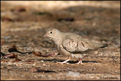 Common Ground-Dove (Columbina passerina)