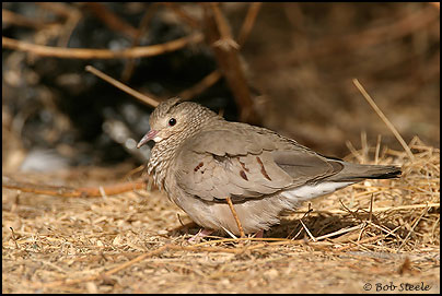 Common Ground-Dove (Columbina passerina)