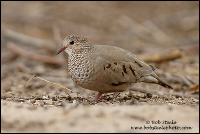 Common Ground-Dove (Columbina passerina)