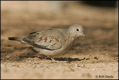 Common Ground-Dove (Columbina passerina)