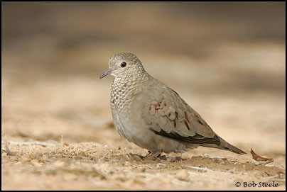Common Ground-Dove (Columbina passerina)