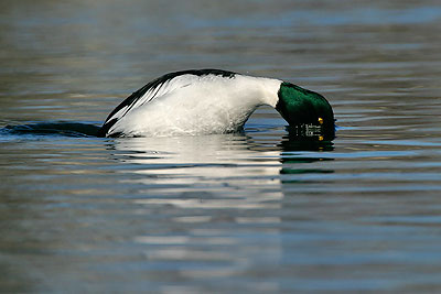 Common Goldeneye (Bucephala clangula)
