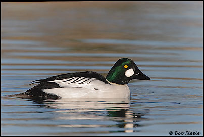 Common Goldeneye (Bucephala clangula)