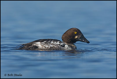 Common Goldeneye (Bucephala clangula)