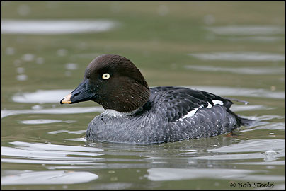 Common Goldeneye (Bucephala clangula)
