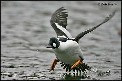 Common Goldeneye (Bucephala clangula)