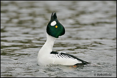 Common Goldeneye (Bucephala clangula)