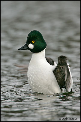 Common Goldeneye (Bucephala clangula)