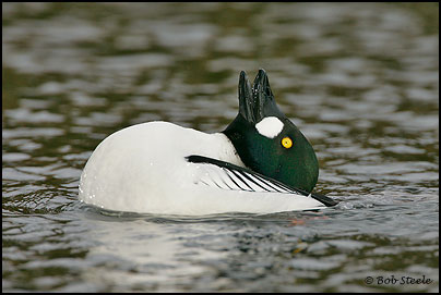Common Goldeneye (Bucephala clangula)