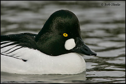 Common Goldeneye (Bucephala clangula)