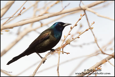 Common Grackle (Quiscalus quiscula)