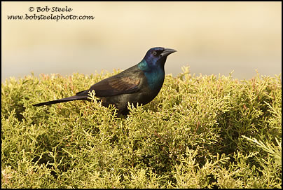 Common Grackle (Quiscalus quiscula)