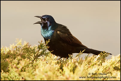 Common Grackle (Quiscalus quiscula)