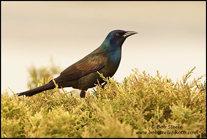 Common Grackle (Quiscalus quiscula)