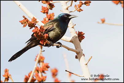 Common Grackle (Quiscalus quiscula)