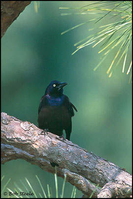 Common Grackle (Quiscalus quiscula)