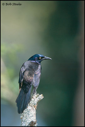 Common Grackle (Quiscalus quiscula)