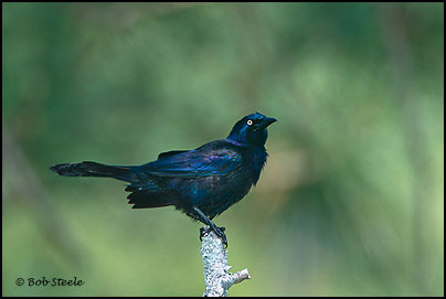 Common Grackle (Quiscalus quiscula)