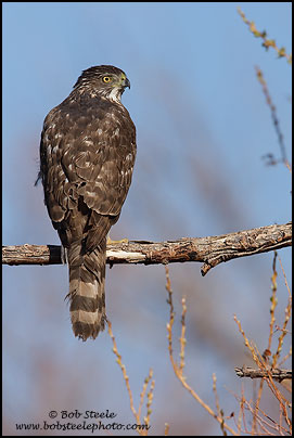 Cooper's Hawk (Accipiter cooperii)