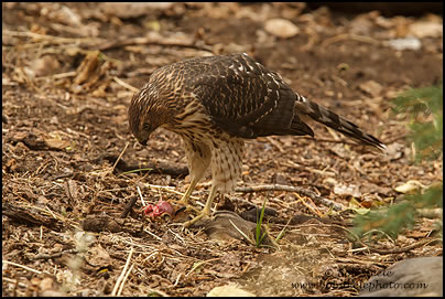 Cooper's Hawk (Accipiter cooperii)