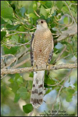 Cooper's Hawk (Accipiter cooperii)