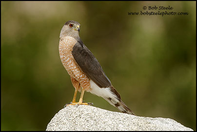 Cooper's Hawk (Accipiter cooperii)
