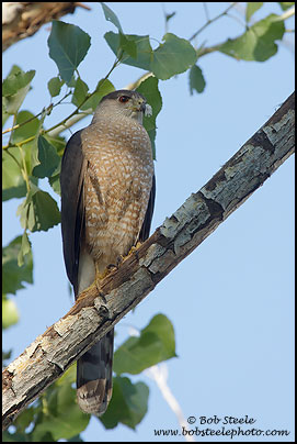 Cooper's Hawk (Accipiter cooperii)