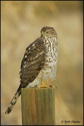 Cooper's Hawk (Accipiter cooperii)