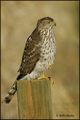 Cooper's Hawk (Accipiter cooperii)