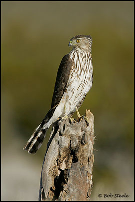 Cooper's Hawk (Accipiter cooperii)