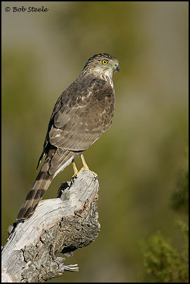 Cooper's Hawk (Accipiter cooperii)