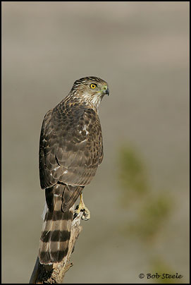 Cooper's Hawk (Accipiter cooperii)