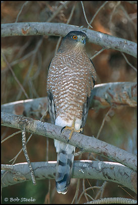 Cooper's Hawk (Accipiter cooperii)