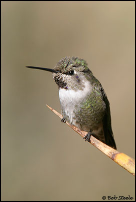 Costa's Hummingbird (Calypte costae)