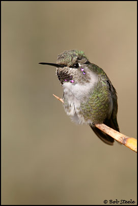 Costa's Hummingbird (Calypte costae)