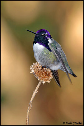 Costa's Hummingbird (Calypte costae)
