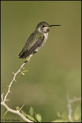 Costa's Hummingbird (Calypte costae)