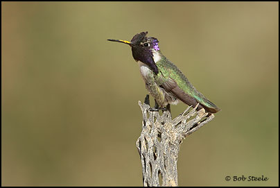 Costa's Hummingbird (Calypte costae)