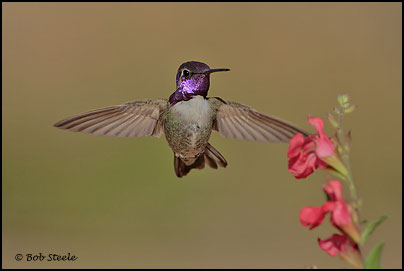 Costa's Hummingbird (Calypte costae)