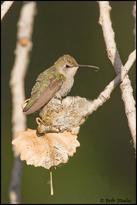 Costa's Hummingbird (Calypte costae)