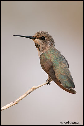 Costa's Hummingbird (Calypte costae)