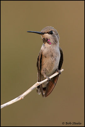 Costa's Hummingbird (Calypte costae)