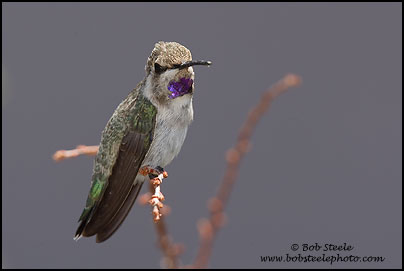 Costa's Hummingbird (Calypte costae)