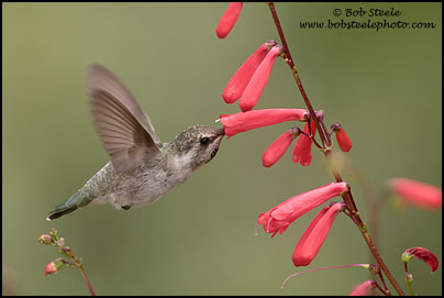 Costa's Hummingbird (Calypte costae)