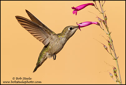 Costa's Hummingbird (Calypte costae)