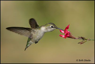 Costa's Hummingbird (Calypte costae)