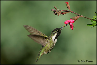 Costa's Hummingbird (Calypte costae)